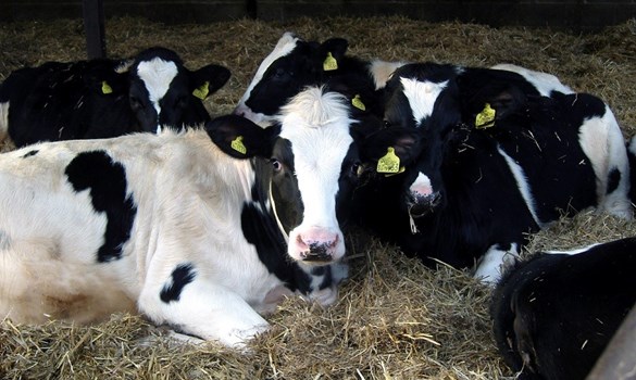 Small group of holstein heifers lying on straw